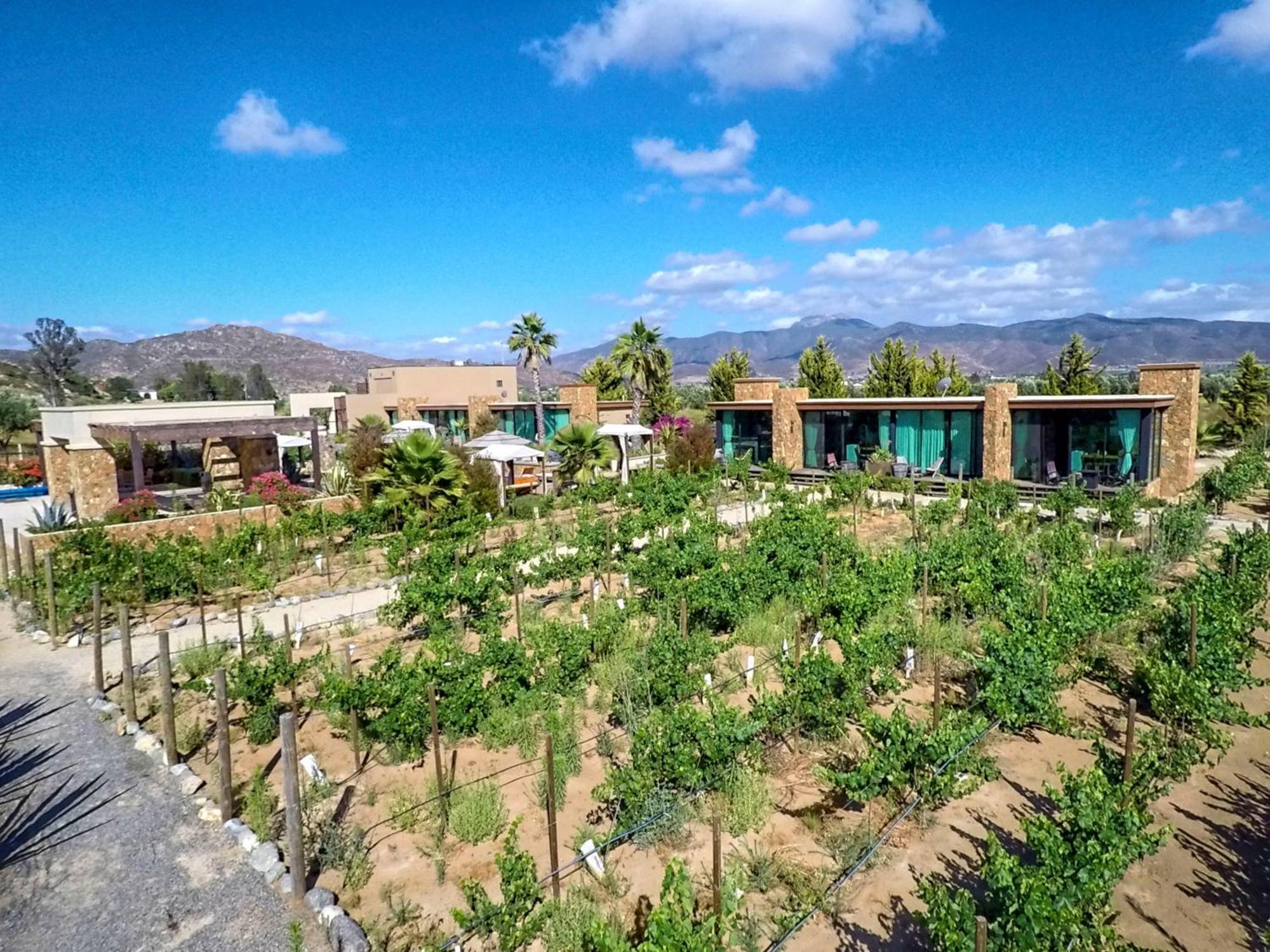 Entre Vinedos By Hotel Boutique Valle De Guadalupe Ngoại thất bức ảnh